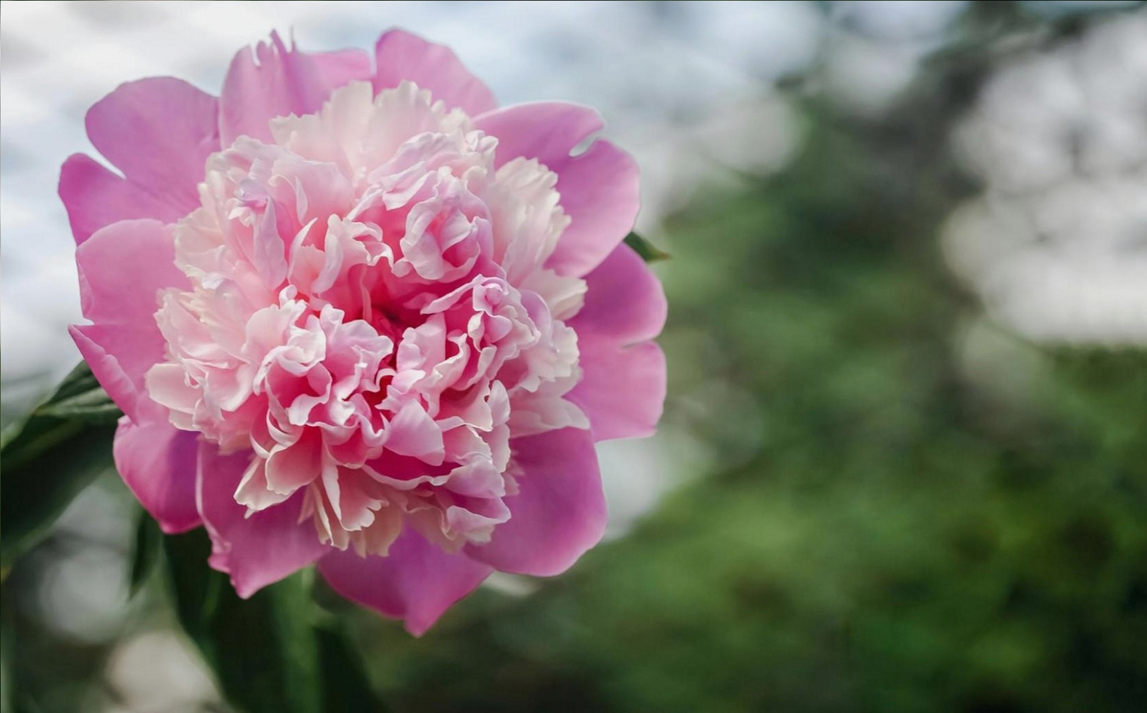 Warum fallen meine Gestecke immer auseinander? Der Fehler steckt nicht in den Blumen