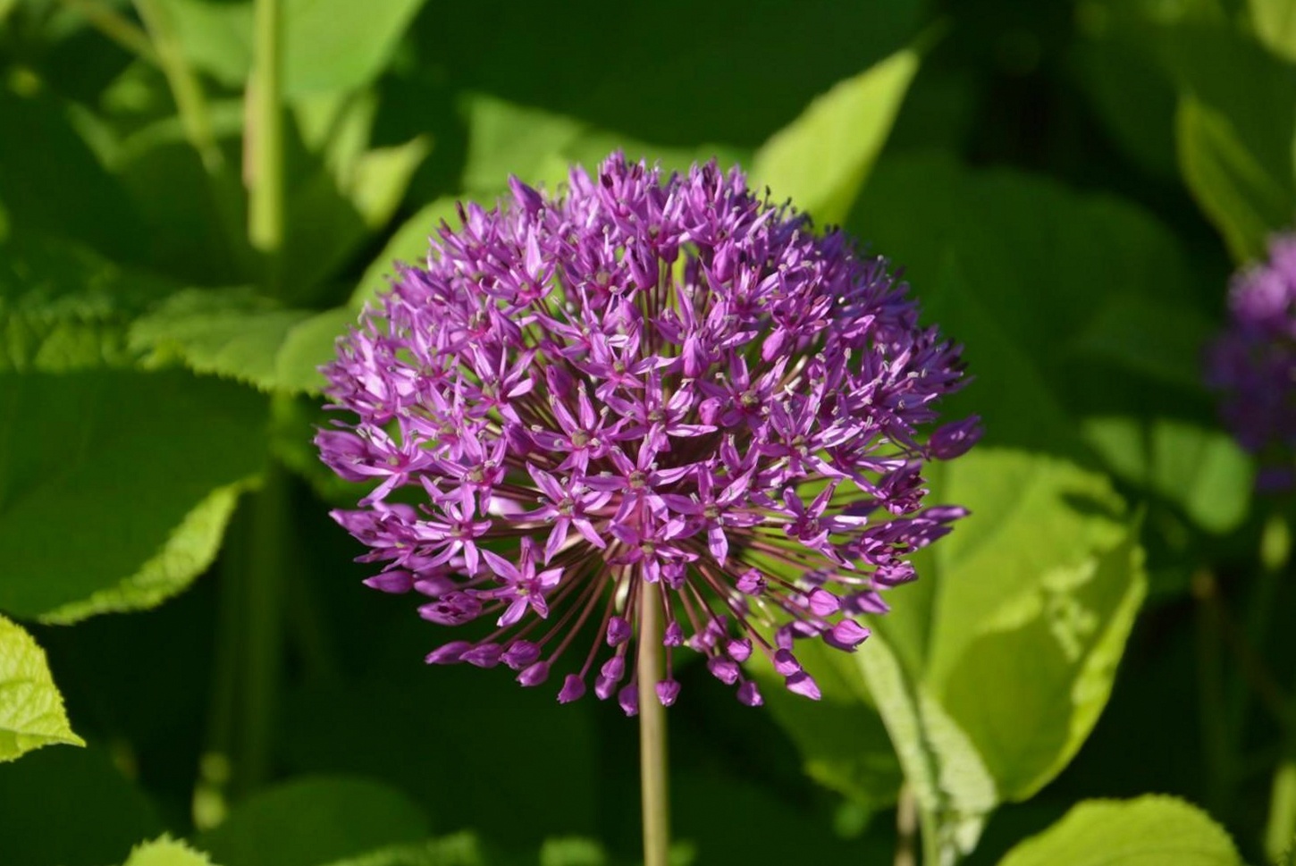 Lieselotte Brandt beim Gestalten eines Tafelaufsatzes mit Wildblumen und Zweigen